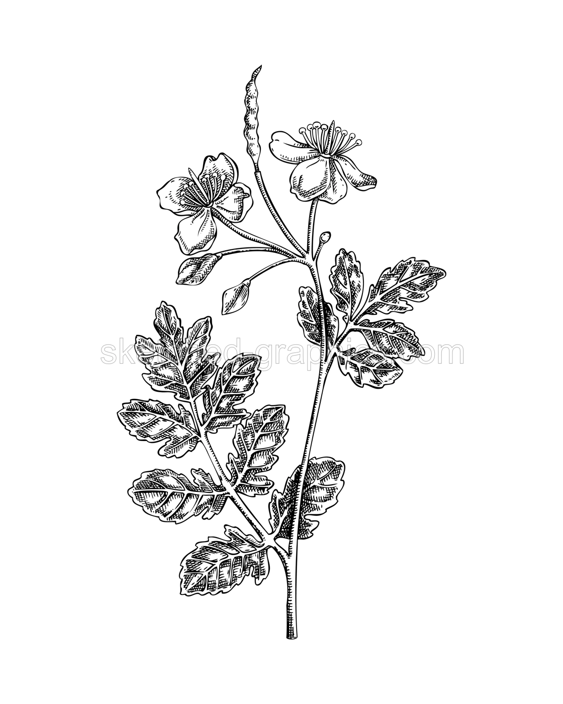 Greater celandine sketch. Poisonous plant drawing. White baneberry hand-drawn vector illustration. Witchcraft and medicinel herb drawing. NOT AI generated Illustration
